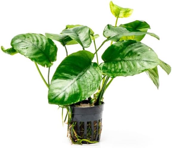 Anubias Live Aquarium Plants - Potted Freshwater Plant for Fish Tanks, Terrariums - Beginner Friendly Low Light (Barteri Wrinkle Leaf, 3 Pots)
