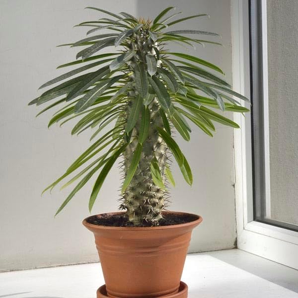 Elevate Your Madagascar Palm Oasis with Gardenera's Organic Potting Mix - Tailored for Robust Palms and Striking Form - 2 Quart