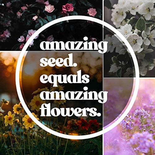 Wildflower Seed Bulk, 3 Oz. (80,000+ Seeds) β 19 Non-GMO Flower Seeds for Shade, Annual & Perennial Wild Flowers Mix for Partial Shade β Shade Tolerant by Mountain Valley Seed