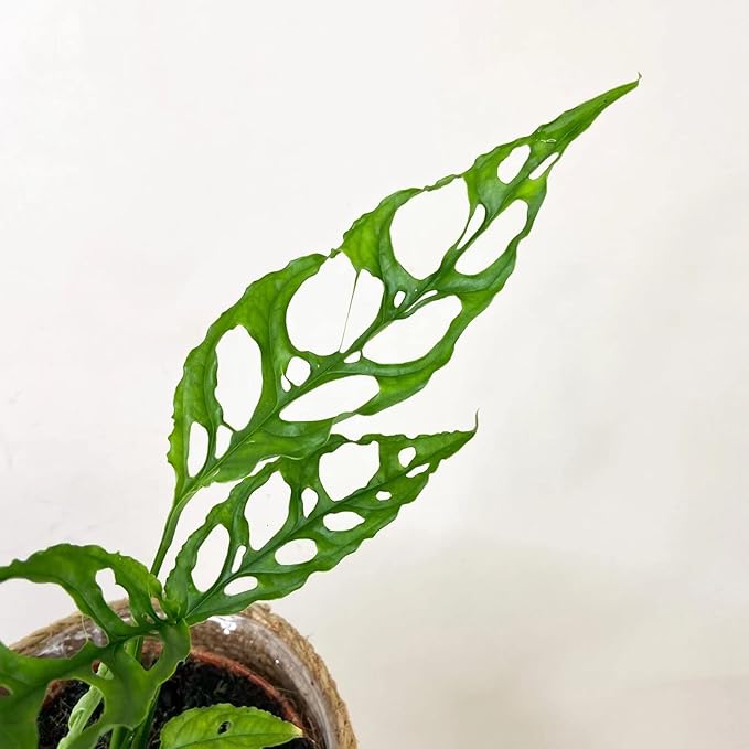 Expertly Formulated Monstera Obliqua Soil Mix - Strong and Healthy Roots by Gardenera - 2 Quart