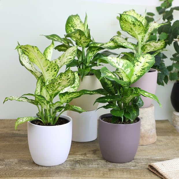 Premium DIEFFENBACHIA Potting Soil Mix - Ideal for Growing Robust and Healthy Dieffenbachia - 1 Quart