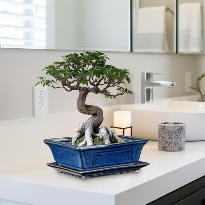 Bonsai Pots Small Shallow Succulent Planters for Live Bonsai Trees Set of 2, 7.5" Ceramic Pot for Succulents Indoor with Drainage Hole and Saucer, Outdoor Cactus Plant Bonsai Pot