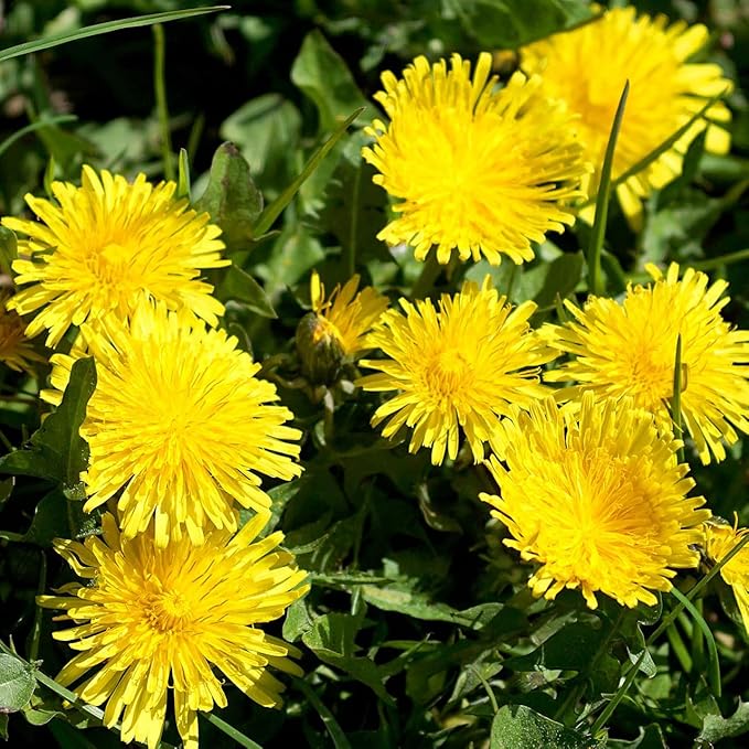 Premium Taraxacum Dandelion Seeds - 5000 Non-GMO Heirloom Purple-Stem Dandelion Seeds for Planting, Herbal Tea & Pollinators โMost Medicinal Variety (Taraxacum)