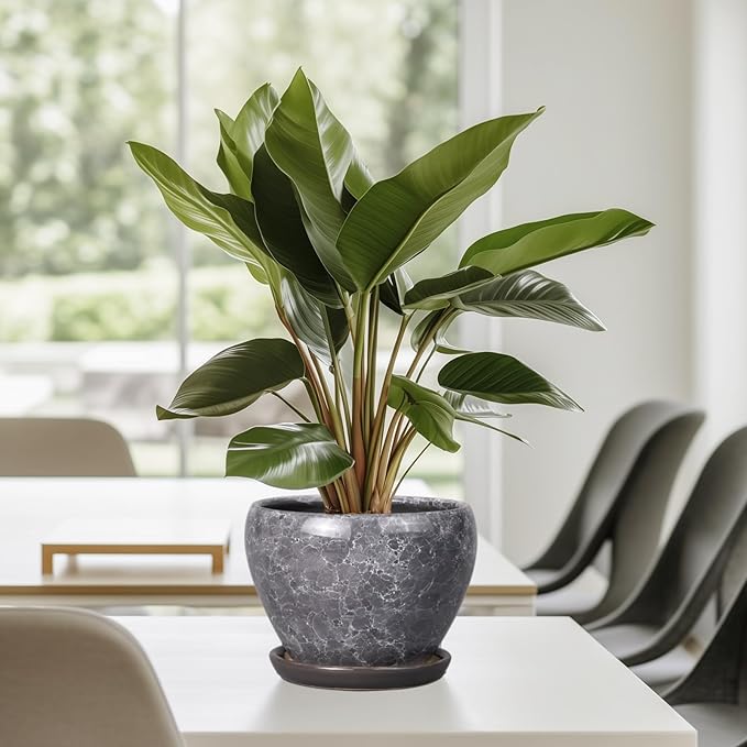 Ceramic Planter - 6 Inch Plant Pot with Drainage Hole and Saucer, Succulent Pot Glaze Round Flower Pot for Indoor Outdoor Plants, Gray