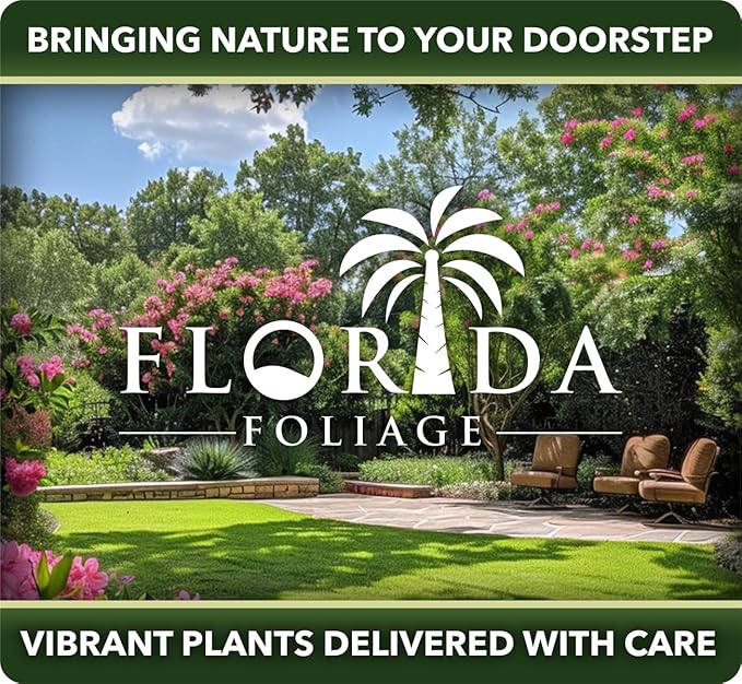 Orange Bird of Paradise | Strelitzia Reginae | 3 Live Plants | Tropical Perennial Blooming Specimen