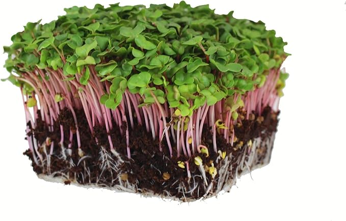 Radish Sprouting & Microgreens Seeds β Red Arrow Variety β 1 LB β Non-GMO, Heirloom β Fast-Growing, Spicy Radish Sprouts & Vibrant Micro Greens for Salads, Sandwiches, Smoothies & Indoor Gardening