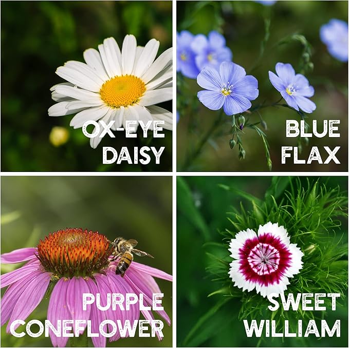 All Annual Wildflower Seeds Mix β 4 Oz, 4,000+ Seeds β 21 Varieties Including California Poppy, Indian Blanket, Scarlet Flax β Bulk Pollinator Wildflower Seed for Planting