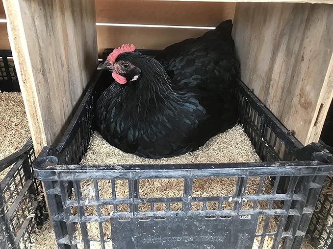 Boost Your Garden's Sustainability with Gardenera Horticultural Grade Rice Hulls - Enhance Soil Structure and Microbial Activity - 4 QUARTS