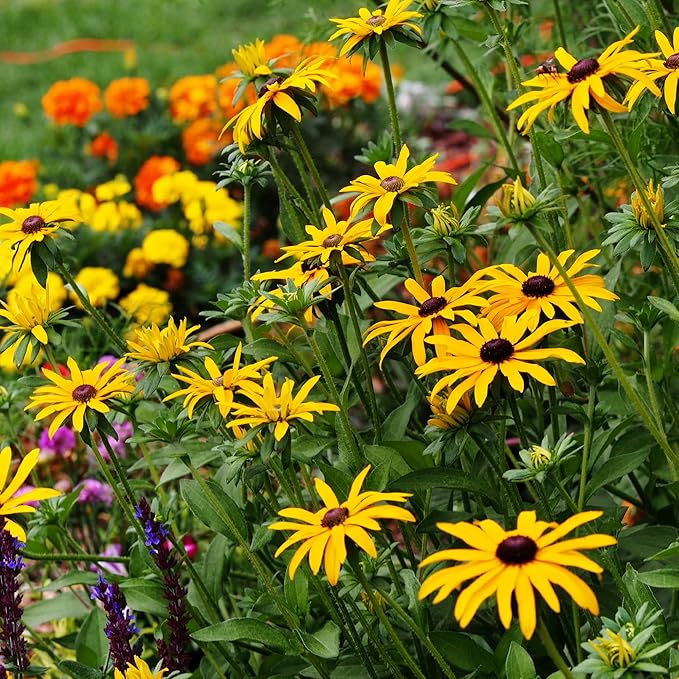 All Annual Wildflower Seeds Mix β 4 Oz, 4,000+ Seeds β 21 Varieties Including California Poppy, Indian Blanket, Scarlet Flax β Bulk Pollinator Wildflower Seed for Planting