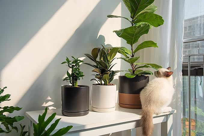 D'vine Dev 6 Inch Ceramic Planter Pot with Drainage Hole and Saucer, Indoor Cylinder Round Flower Pot, White, 94-O-C-1