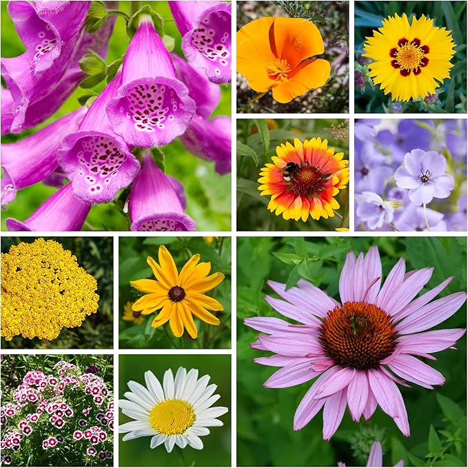All Annual Wildflower Seeds Mix β 4 Oz, 4,000+ Seeds β 21 Varieties Including California Poppy, Indian Blanket, Scarlet Flax β Bulk Pollinator Wildflower Seed for Planting