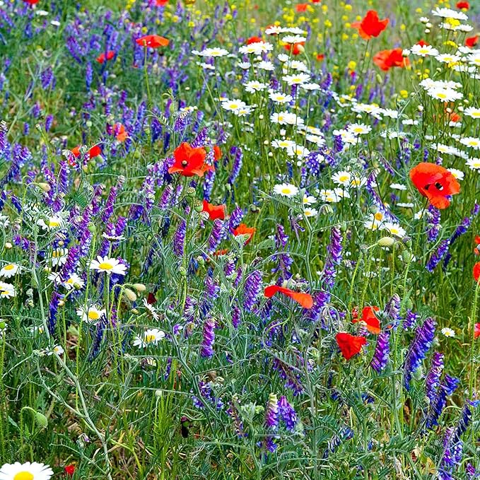 Wildflower Seed Bulk, 3 Oz. (80,000+ Seeds) β 19 Non-GMO Flower Seeds for Shade, Annual & Perennial Wild Flowers Mix for Partial Shade β Shade Tolerant by Mountain Valley Seed