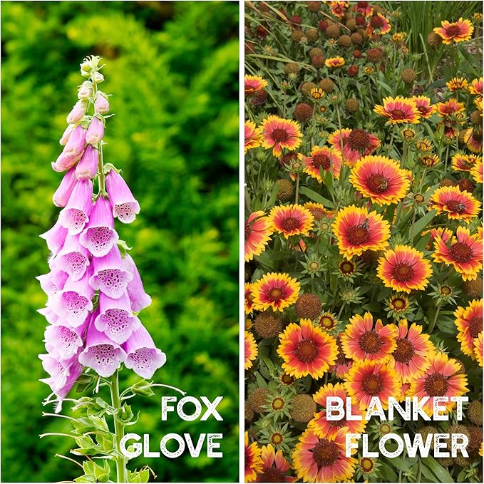 All Annual Wildflower Seeds Mix β 4 Oz, 4,000+ Seeds β 21 Varieties Including California Poppy, Indian Blanket, Scarlet Flax β Bulk Pollinator Wildflower Seed for Planting