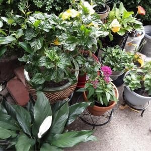 5 Pack Metal Plant Stands,Heavy Duty Potted Holder for Flower Pot,Indoor Outdoor Metal Rustproof Iron Garden Container Round Supports Rack for Planter…