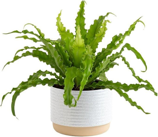 Costa Farms Bird's Nest Fern Plant, Easy Care Live Indoor Houseplant in Modern Decor Planter, Potted in Soil Potting Mix, Outdoor Garden Gift, Beautiful Home Décor, Housewarming Gift, 15-Inches Tall