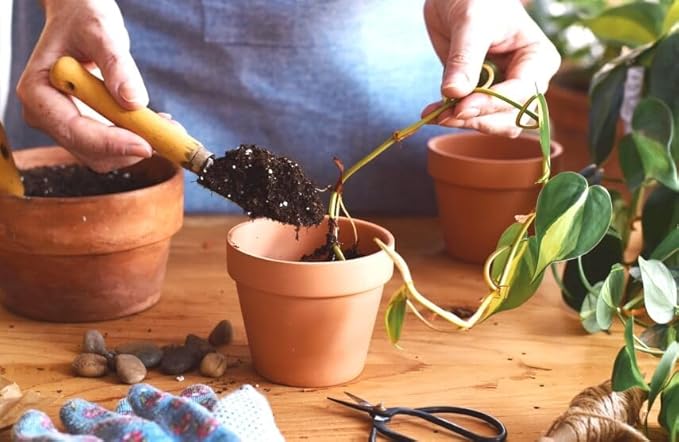 Epipremnum Potting Mix - Unlock Robust Growth and Gorgeous Foliage with Our High-Performance Formula - 20 Quart