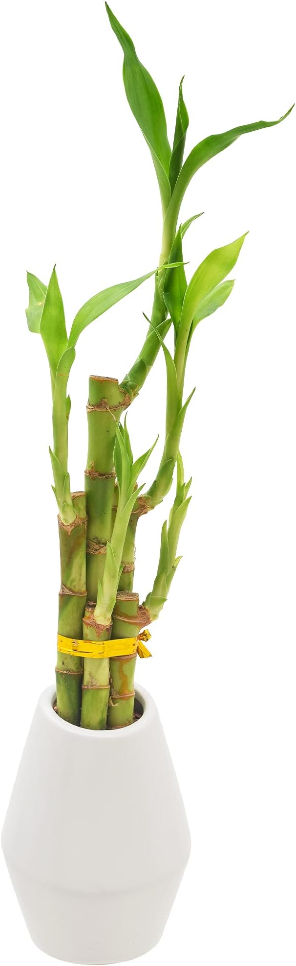 Arcadia Garden Products 5-Stem Lucky Bamboo, Live Indoor Plant in Dimension II Ceramic Planter for Home, Work, or Gift, White. ***Cannot Ship to Hawaii***