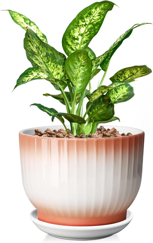 8 Inch Plant Pot, Ceramic Planter with Drainage and Saucer, Ceramic Pots for Plants, Indoor Plant pots,Ceramic Flower pots(Orange+ White, Plants NOT Included)