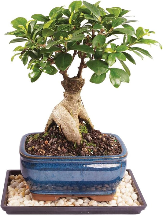 Brussel's Bonsai Live Ginseng Grafted Ficus Indoor Bonsai Tree - Small, 4 Years, 6 to 8 In - Live Bonsai Tree in Ceramic Bonsai Pot and Humidity Tray