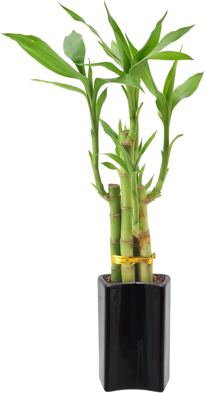 Arcadia Garden Products 5-Stem Lucky Bamboo, Live Indoor Plant in Contour II Ceramic Planter for Home, Work, or Gift, Black ***Cannot Ship to Hawaii***
