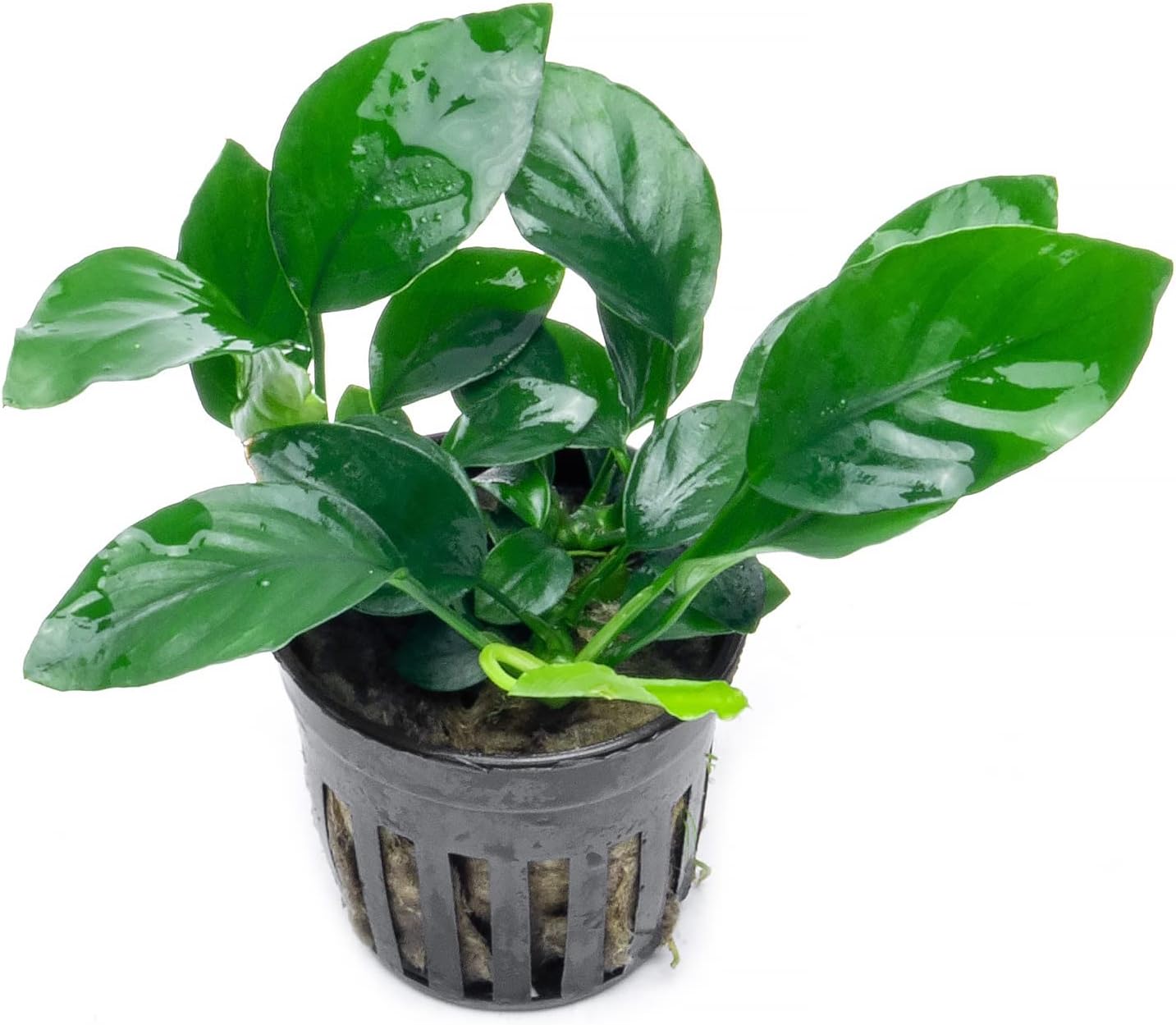 Anubias Live Aquarium Plants - Potted Freshwater Plant for Fish Tanks, Terrariums - Beginner Friendly Low Light (Barteri, 5 Pots)