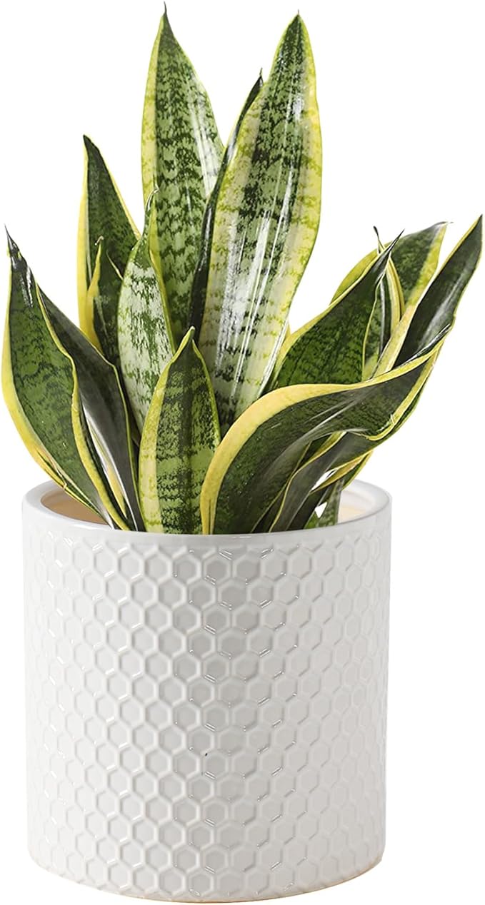 Docrin Ceramic Planters Indoor, 8 Inch Plant Pot with Drainage Holes for Home/Office - White Honeycomb