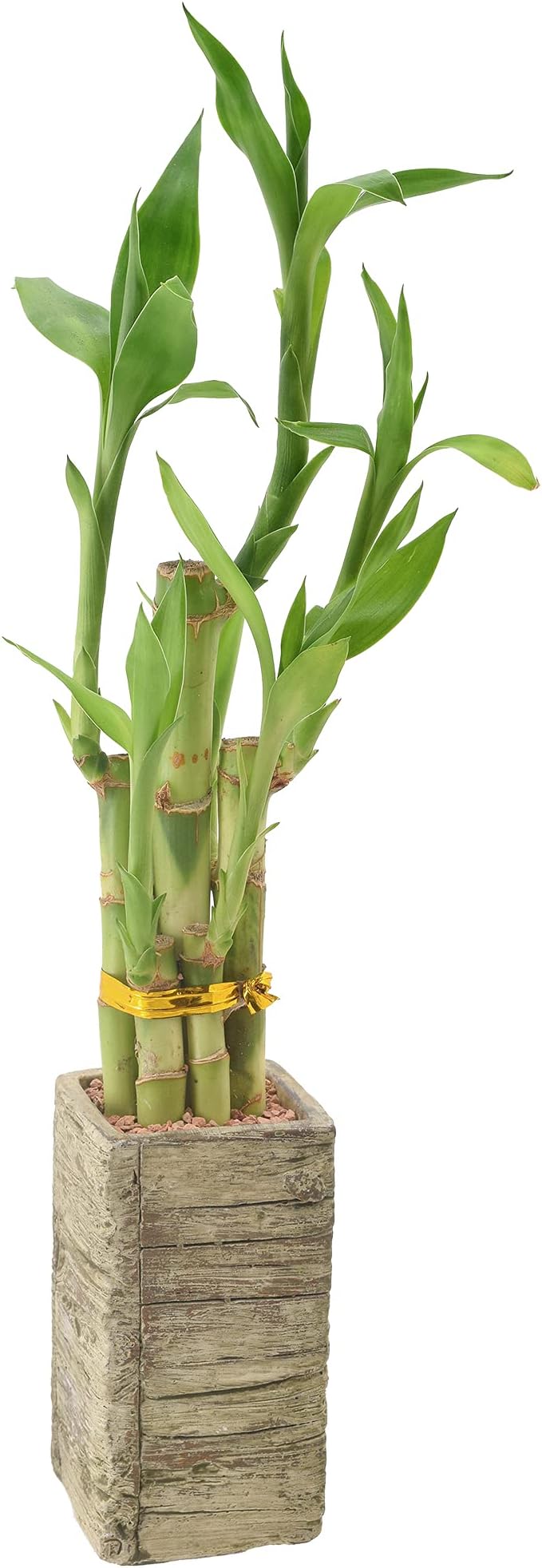Arcadia Garden Products LV24 5-Stem Lucky Bamboo, Live Indoor Plant in Aged Wood Planter for Home, Work, or Gift, Medium ***Cannot Ship to Hawaii***