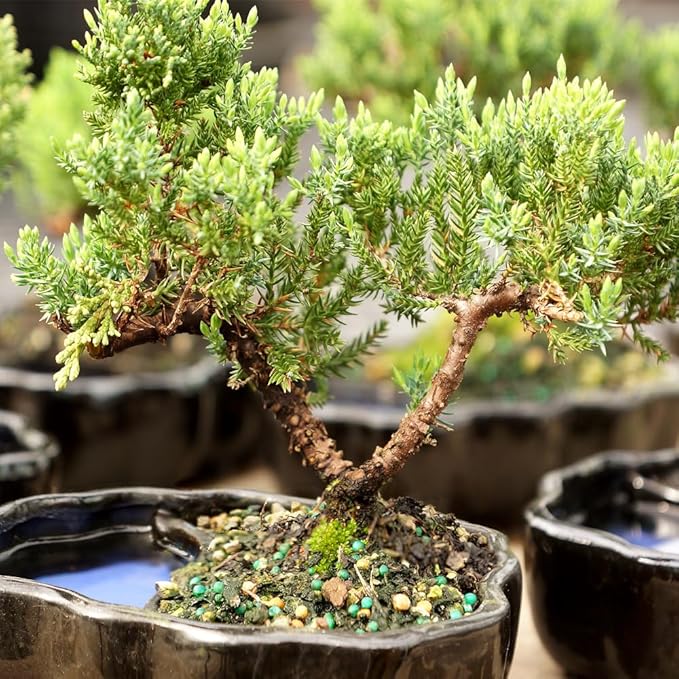 Brussel's Bonsai Brussel's Green Mound Juniper Bonsai in Zen Reflections Pot, SMALL