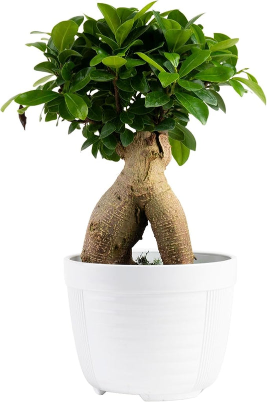 Costa Farms Mini Bonsai Live Indoor Tree, Grower's Choice, 1-Year Old, Potted in Indoor Planter Plant Pot, Tabletop Office and Home Décor, 10-Inches Tall