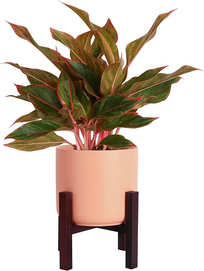 Costa Farms Red Chinese Evergreen Live Indoor Plant, Easy Care Houseplant in Modern Decor Planter, Excellent Housewarming Gift, Unique Home Decor, Room Décor, 15-Inches Tall