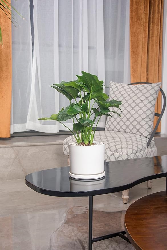 Ekirlin 9 inch Plant Pots,Ceramic Flower Planters Indoor,Modern Succulents Containers with Drain Hole Saucer,Decorate Home,Office & Outdoor (White)