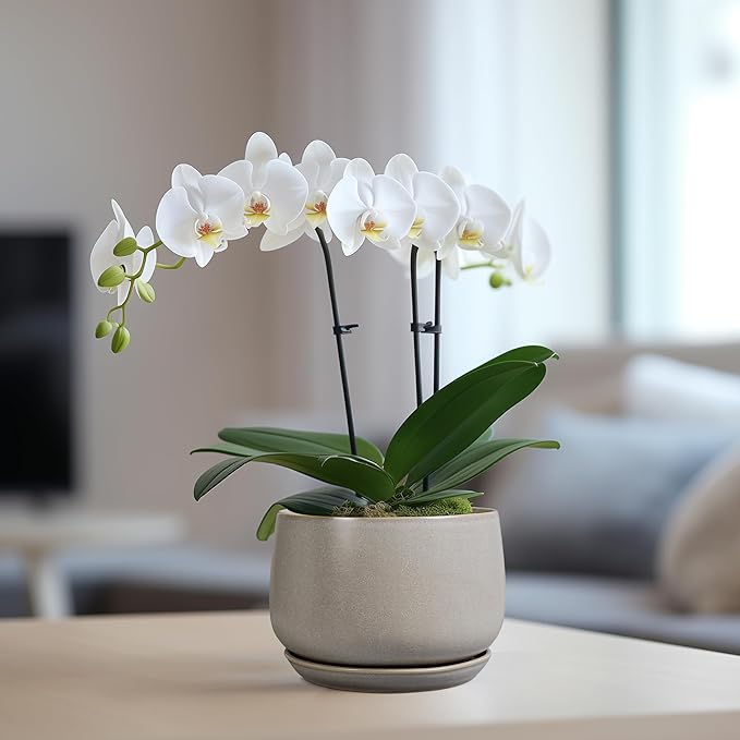 G EPGardening Ceramic Plant Pots - Round 6 Inch Modern Planter with Drainage and Plant Saucer Indoor Outdoor for Flower, Garden Decor, Gifts for Home, Retro Gray