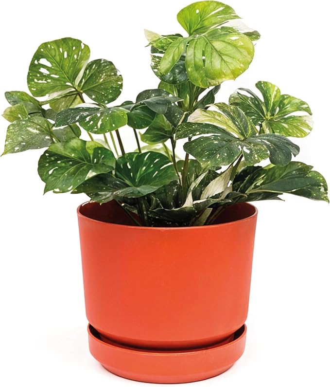 Elly Décor 14 inch Plastic Cylinder Planter Pot with Self-Watering Saucer and Drainage Hole,Lightweight & Extremely Durable, 14"x 14", Terracotta