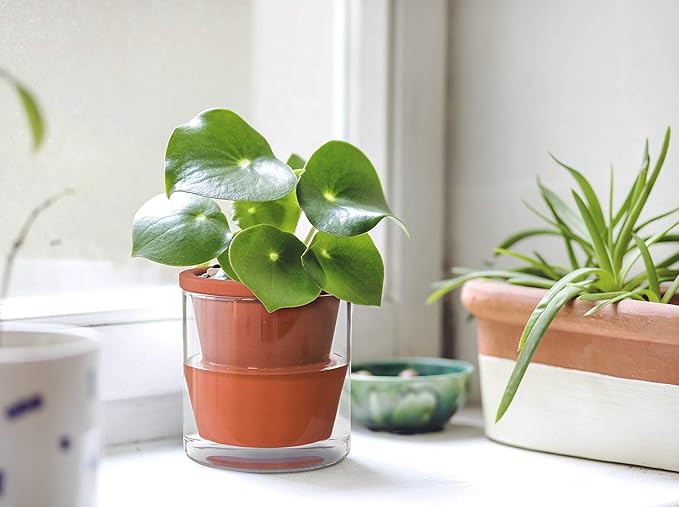 D'vine Dev 4 Inch Design Self Watering Pot for Indoor Plants, Terracotta Planter with Cylinder Glass Cup, Set of 3, 37-X-A-3