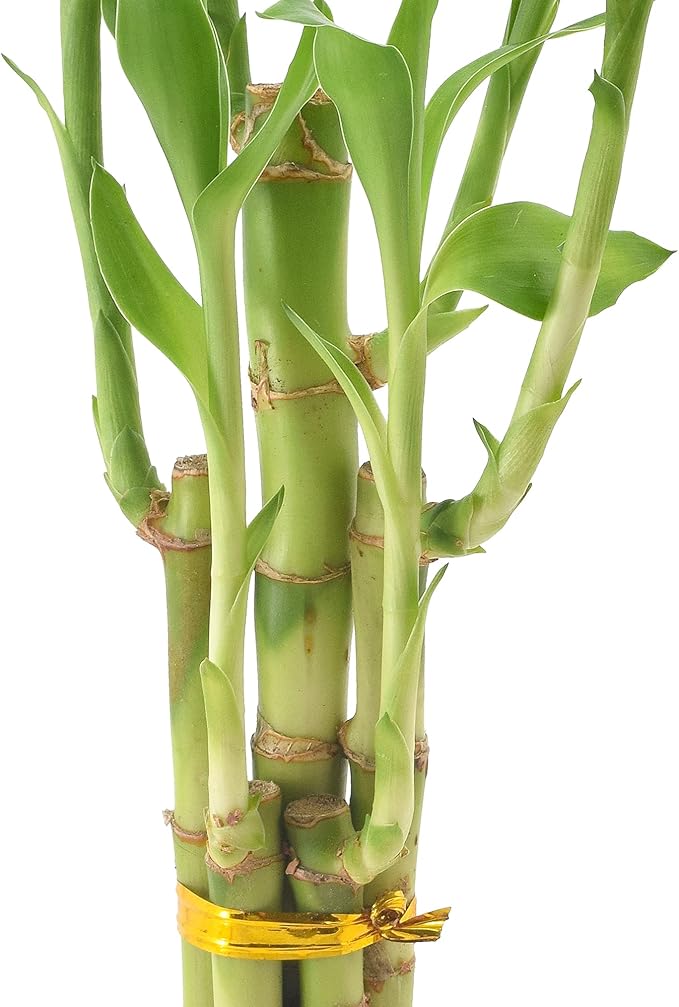 Arcadia Garden Products 5-Stem Lucky Bamboo, Live Indoor Plant in Dimension II Ceramic Planter for Home, Work, or Gift, Black ***Cannot Ship to Hawaii***
