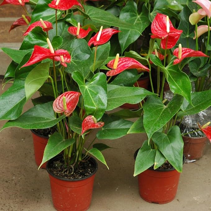 Anthurium Potting Mix - Crafted for Superior Performance and Colorful Blooms - 10 QUARTS