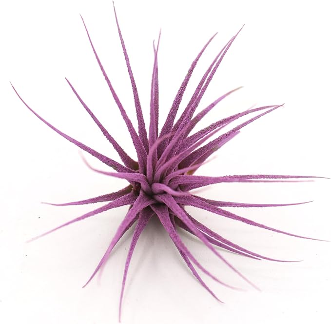Dyed Tillandsia Ionantha Guatemala Enhanced Colored Colorful Air Plant Live Easy Care Indoor Outdoor Home Decor Gift Airplant by Awesome Industries Live Arrival Guaranteed (Lavender)
