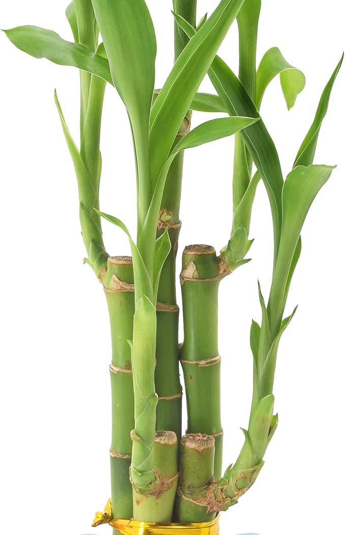 Arcadia Garden Products 5-Stem Lucky Bamboo, Live Indoor Plant in Contour II Ceramic Planter for Home, Work, or Gift, Green ***Cannot Ship to Hawaii***