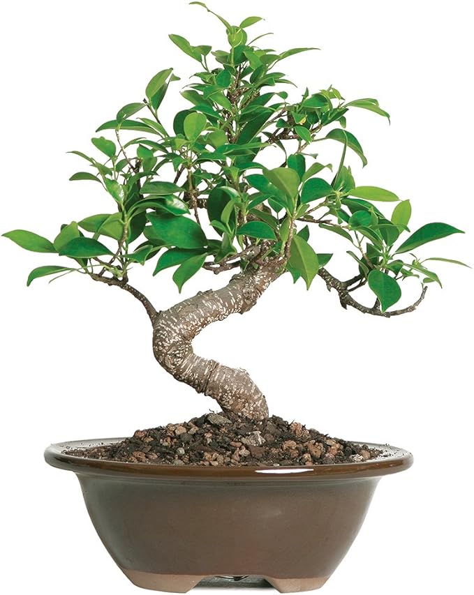 Brussel's Bonsai Live Golden Gate Ficus Indoor Bonsai Tree - Small, 4 Years, 5 to 8 In - Live Bonsai Tree in Ceramic Bonsai Pot