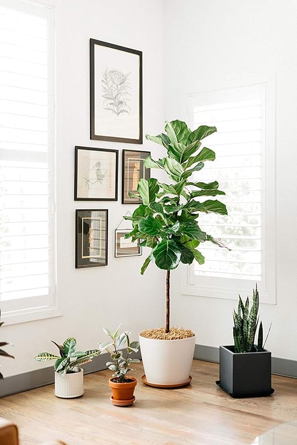 Curtis Wagner Plastics Hanging Basket Drip Pans (5-Pack) | Clear, Round (Diameter = 9" Base, 12" Top, 3.75" Depth) Hanging Plant Tray Saucer with Built-in Hooks & Water Catcher for Indoor & Outdoor