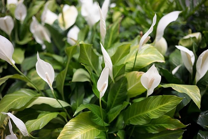 Gardenera's Peace Lily Soil Mix for Thriving Indoor Plants: Hand-Crafted for Optimal Growth [4-Quart Bag]