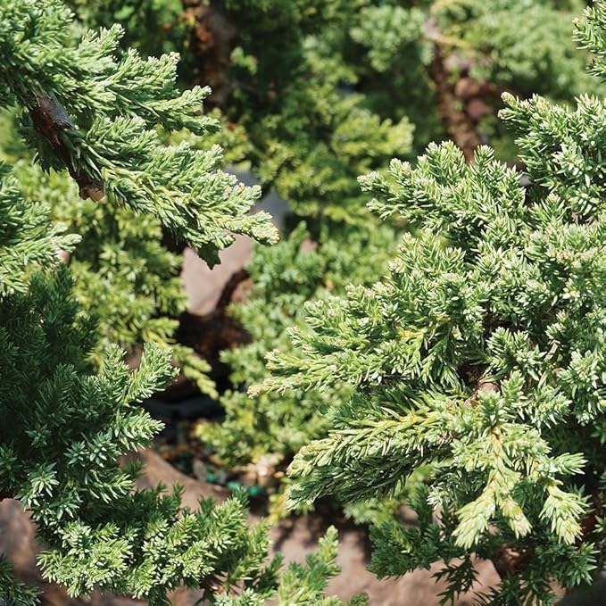 Brussel's Bonsai Live Green Mound Juniper Bonsai Tree - Medium, 5 Year, 6 to 10 Inches - Outdoor Bonsai Tree Live with Water Bonsai Pot (Not Sold in California)