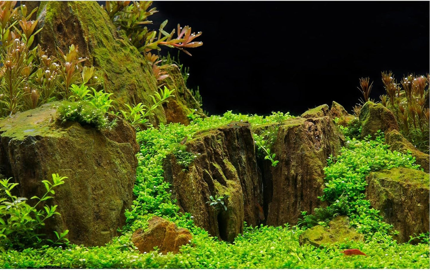 Aquarium Background Exquisite Underwater Grass with Moss Aquarium Backdrop Mysterious Stone Aquarium Background Durable Vivid and Fresh Leaves Background Tank Backdrop Decor Vinyl 36x24in