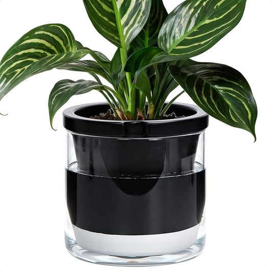 D'vine Dev 8 Inch Design Self Watering Planter for Indoor Plants, Black Terracotta Pot with Cylinder Glass Cup, 37-X-C-3