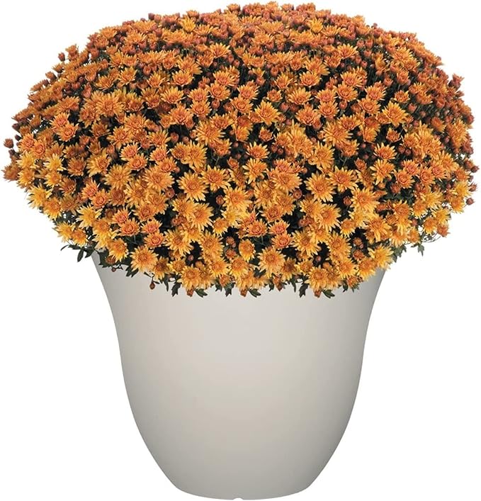 Classic Home and Garden Honeysuckle Resin Flower Pot Planter, White Vanilla, 13"