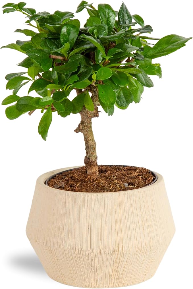 Costa Farms Mini Bonsai Tree, 1-Year Old Grower's Choice Live Indoor Plant, Easy to Grow Houseplant in Indoor Plant Pot, Potting Soil, Room and Home Decor, Birthday, Housewarming Gift, 10-Inches Tall