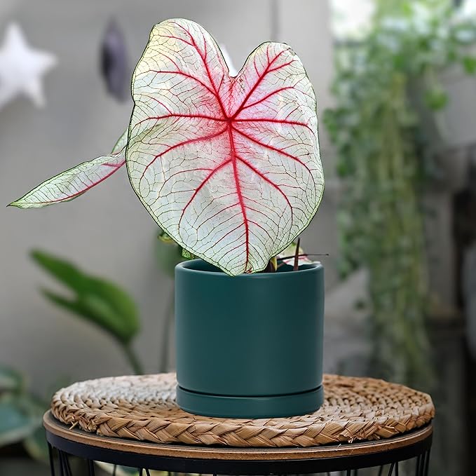 D'vine Dev Set of 4 Small Ceramic Plant Pots, 4.6 Inch Succulent Planter Pot for Plants with Drainage Hole and Saucer, Teal, 94-X-B-9