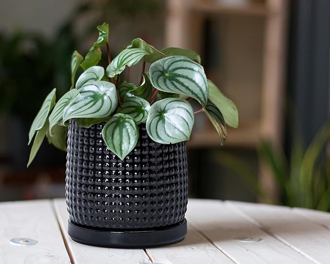 D'vine Dev Set of 2 Ceramic Plants Pots, 6 Inch Beaded Stoneware Flower Pot for Plants with Drainage Hole and Saucer, Glossy Black, 27-E-X-2