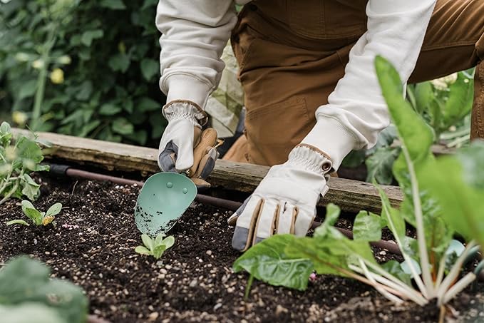 Barebones Garden Scoop - Garden Spoon - Stainless Steel Small Hand Shovel for Transplanting, Digging, and Planting - Great Home Gardening Hand Tools (Ash/Mint)