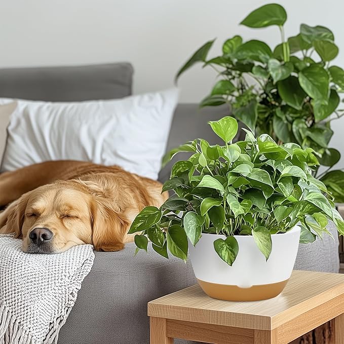 8 Inch Pots for Indoor Plants, Self Watering Planters with Drainage and Saucers, Plastic Outdoor Flower Pot, Set of 2, White